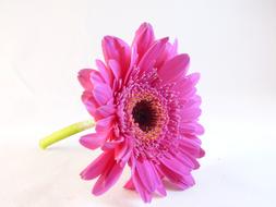 Flower Flora Macro