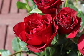 Roses Red Love