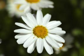 Daisy Flower Macro