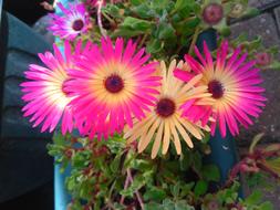 bright summer flowers in the garden