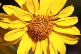Flower Yellow Plant