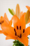 orange lilies in white room