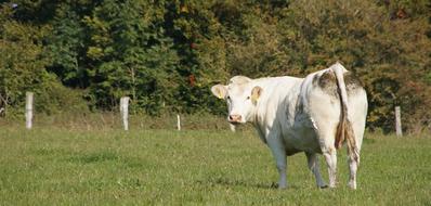 Cow Animal Cattle