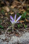 Nature Plant Flower