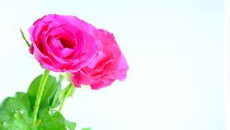 wedding pink roses on white background