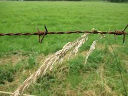 ear of wheat stuck in an iron fence