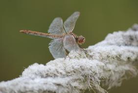 Dragonfly Insect Nature