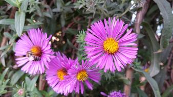 bee on purple Flowers in garden