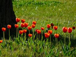 Tulips Red Backlighting