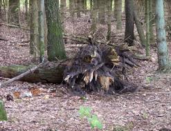 Illussion Tree Root