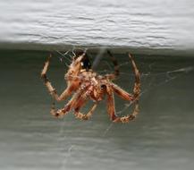 Brown House Spider Web Weaving
