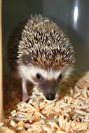 funny hedgehog in a cage