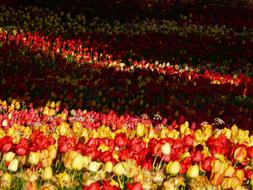 Tulip Field Backlighting Shining