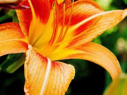 Lily Yellow Flower