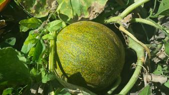 Melon Summer Vegetable in Garden