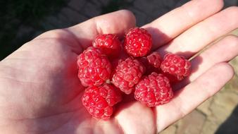 Raspberry Berry Red Berries