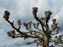 branches of lone tree under a blue sky