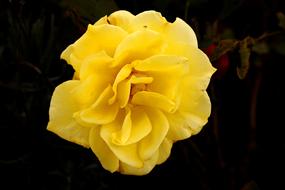 Rose Shining Yellow