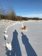 Dogs Snow Winter
