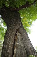 Tree Love Green