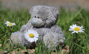 gray teddy bear with field of daisies