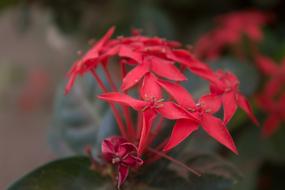 Fresh bright red flowers