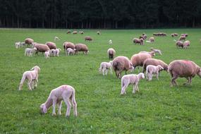 Sheep Flock Of Lambs