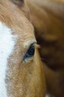 Horses Stables Equestrian
