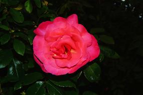 Flower Blossom Bloom Close