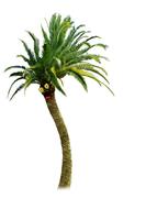 tree nature palm funny palm green