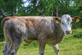 Agricultural cow in the meadow