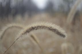 The Dog'S Tail Grass Setaria