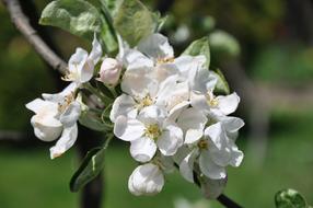 Apple blossoms on a branch