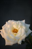 Rose White Flower