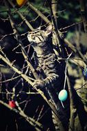 cat crawls up tree