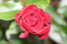 Red Rose Love