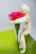 Beautiful flower Care