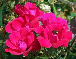 Rose Flower Red