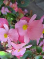 Begonia Flower Floral