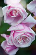 Flower Rose Petal