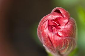 Bud Pink Lovely