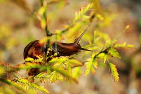 Snail Dew Drops Leaf The