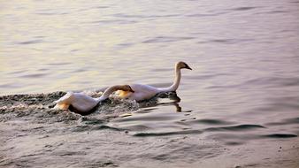 Swan Follow Love