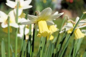 Narcissus Flowers