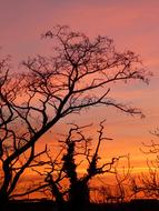 lonely tree in the sunset