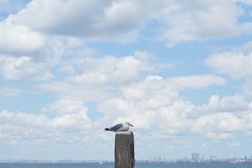 Seagull Bird Landscape
