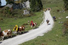 Alm Austria Wilder