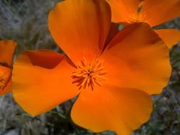 California Poppies Flower Orange