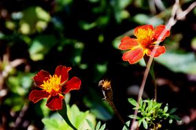Pair Rose Flowers