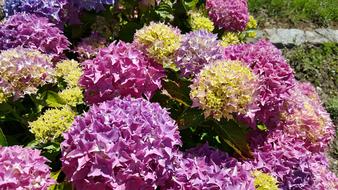 Flowers Peace Nature